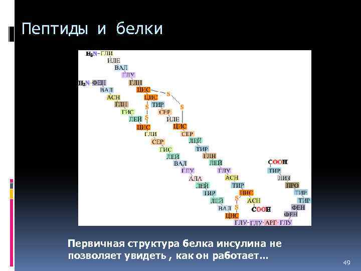 Пептиды и белки Первичная структура белка инсулина не позволяет увидеть , как он работает.