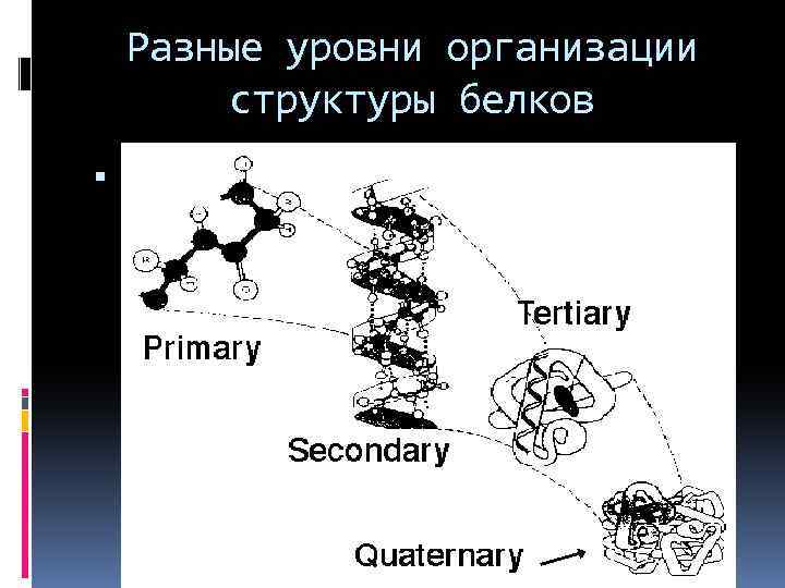Разные уровни организации структуры белков 