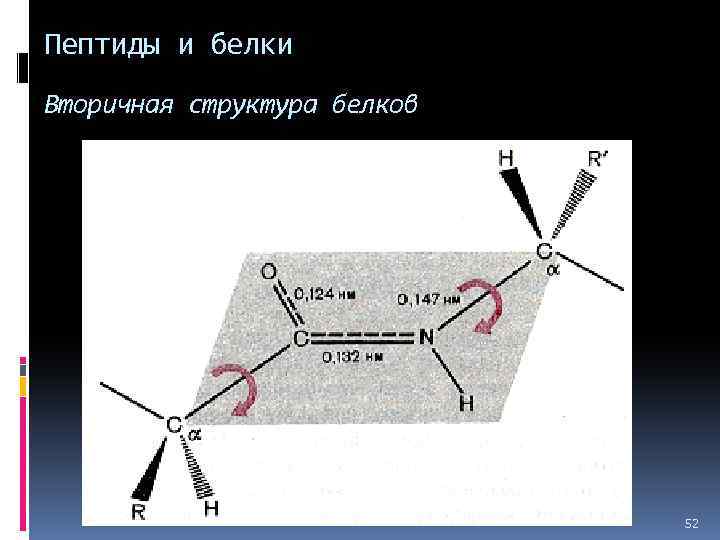 Пептиды и белки Вторичная структура белков 52 
