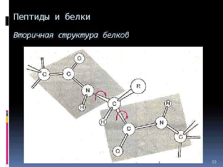 Пептиды и белки Вторичная структура белков 53 
