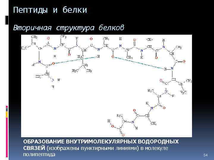 Пептидный состав белка. Образование водородных связей во вторичной структуре белка. Пептиды и белки. Вторичная структура белка образуется. Вторичная структура белки химия.