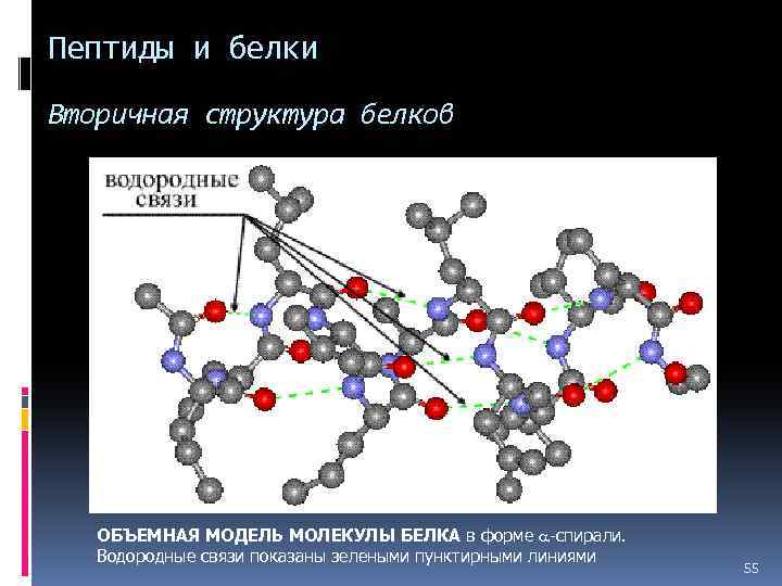 Белково водородные связи. Модель молекулы белка. Вторичная структура молекулы белка. Водородные связи во вторичной структуре белка. Водородная связь белки.