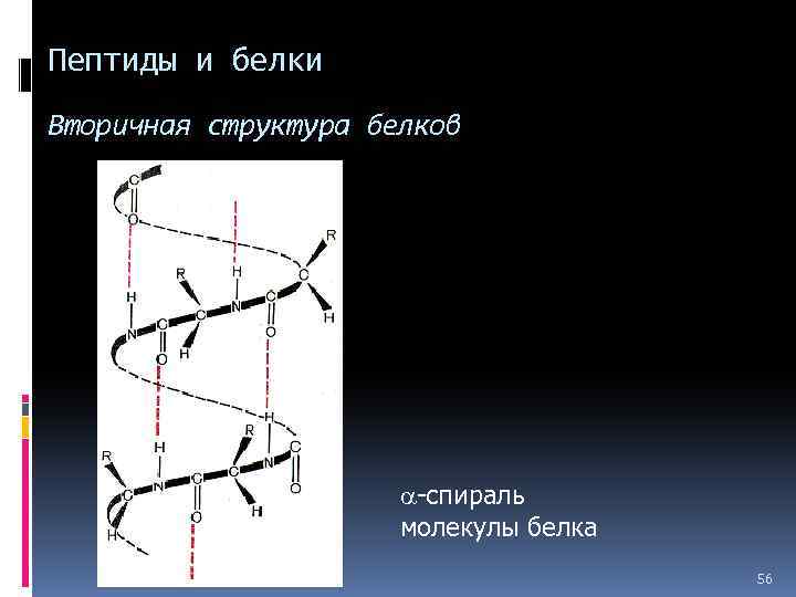 Пептиды и белки Вторичная структура белков -спираль молекулы белка 56 