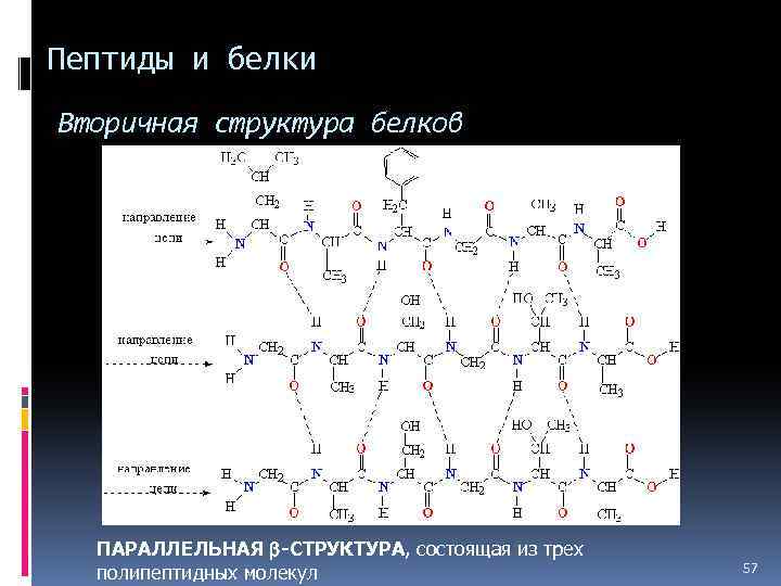 Структура пептидной связи. Первичная структура пептида и белка. Структура пептидов. Вторичная структура пептидов. Первичная структура пептида.