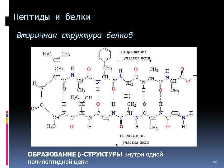Пептиды и белки Вторичная структура белков ОБРАЗОВАНИЕ b-СТРУКТУРЫ внутри одной полипептидной цепи 59 