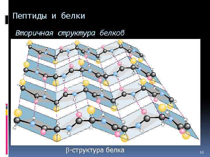 Пептиды и белки Вторичная структура белков b-структура белка 60 