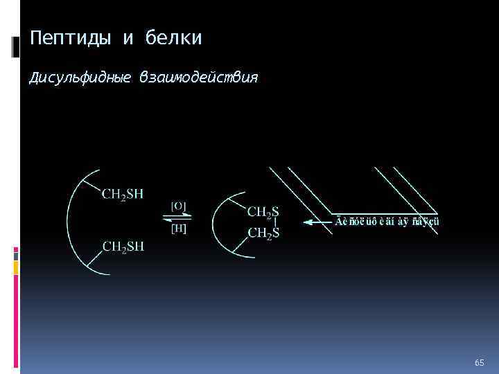Пептиды и белки Дисульфидные взаимодействия 65 