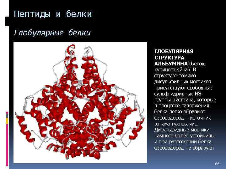 Презентация белки и пептиды