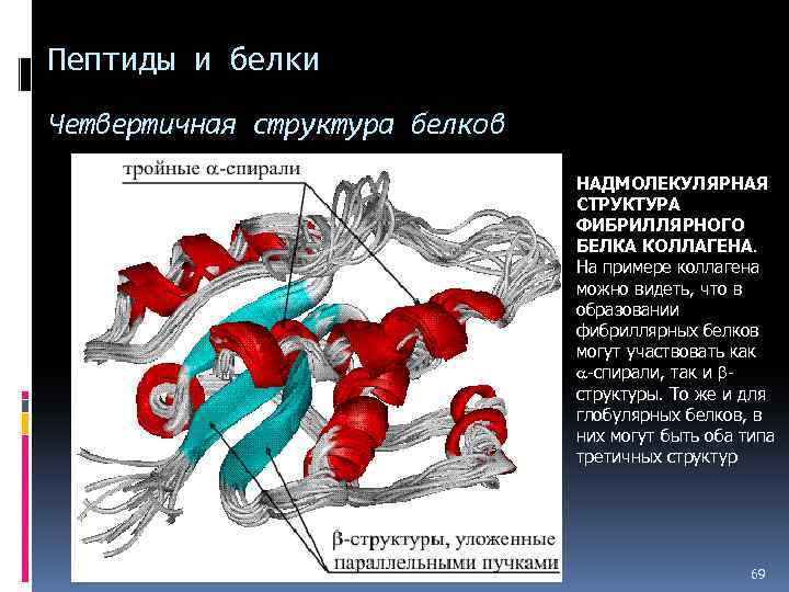 Пептиды и белки Четвертичная структура белков НАДМОЛЕКУЛЯРНАЯ СТРУКТУРА ФИБРИЛЛЯРНОГО БЕЛКА КОЛЛАГЕНА. На примере коллагена