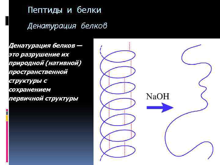 Презентация белки и пептиды