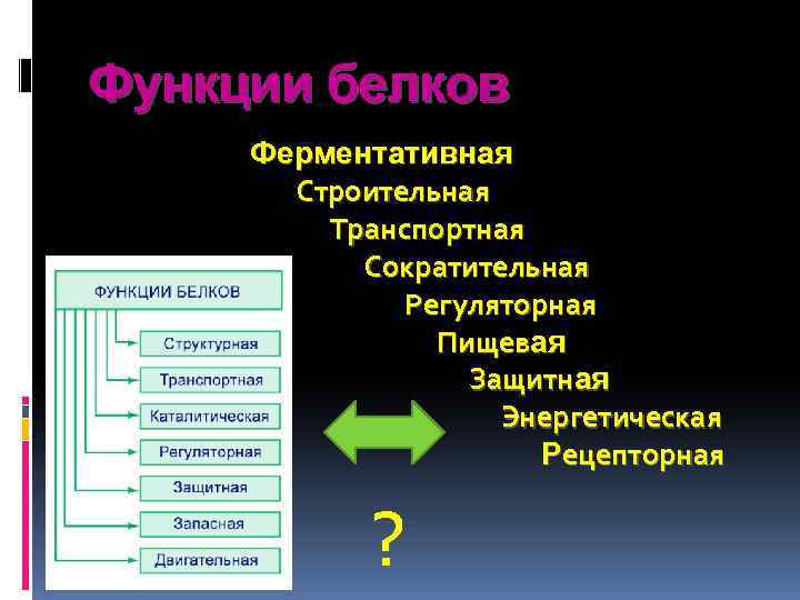 Функции белков Ферментативная Строительная Транспортная Сократительная Регуляторная Пищевая Защитная Энергетическая Рецепторная ? 