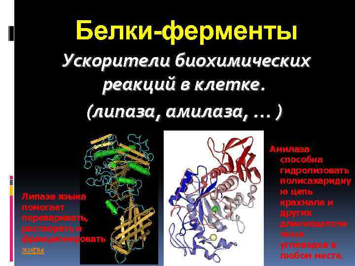 Классы белков ферментов. Белки ферменты. Строение белка фермента. Белковая природа ферментов. Биохимическая реакция белки.