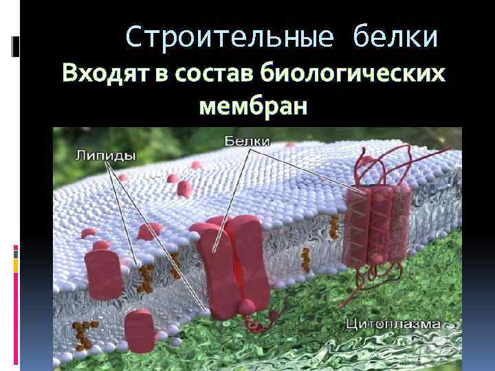  Строительные белки Входят в состав биологических мембран 