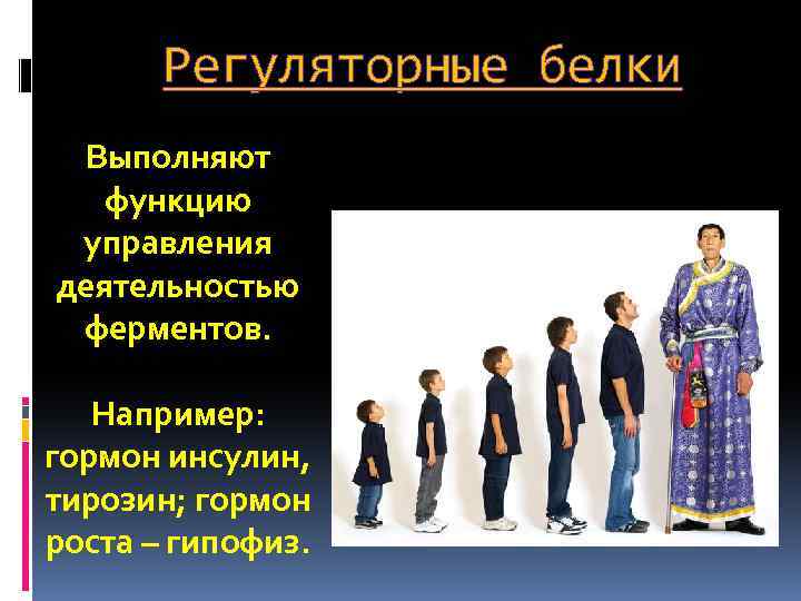  Регуляторные белки Выполняют функцию управления деятельностью ферментов. Например: гормон инсулин, тирозин; гормон роста