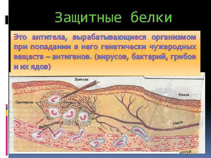  Защитные белки Это антитела, вырабатывающиеся организмом при попадании в него генетически чужеродных веществ