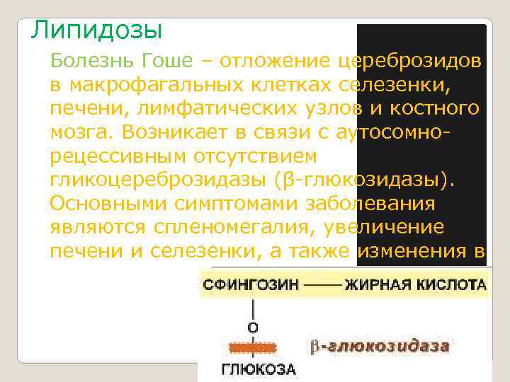 Липидозы Болезнь Гоше – отложение цереброзидов в макрофагальных клетках селезенки, печени, лимфатических узлов и