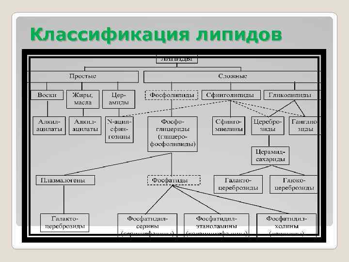 Классификация липидов 