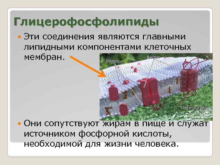 Глицерофосфолипиды Эти соединения являются главными липидными компонентами клеточных мембран. Они сопутствуют жирам в пище