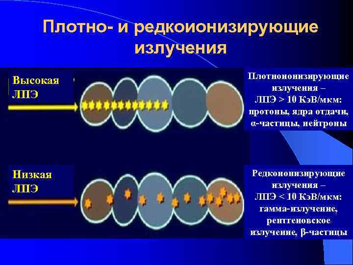 Плотно- и редкоионизирующие излучения Высокая ЛПЭ Плотноионизирующие излучения – ЛПЭ > 10 Кэ. В/мкм: