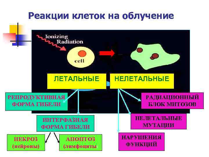 Реакции клеток на облучение ЛЕТАЛЬНЫЕ РЕПРОДУКТИВНАЯ ФОРМА ГИБЕЛИ ИНТЕРФАЗНАЯ ФОРМА ГИБЕЛИ НЕКРОЗ (нейроны) АПОПТОЗ