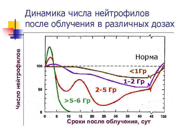 Число нейтрофилов Динамика числа нейтрофилов после облучения в различных дозах Норма <1 Гр 1