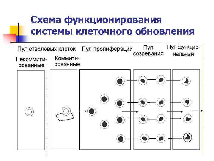 Схема функционирования системы клеточного обновления 