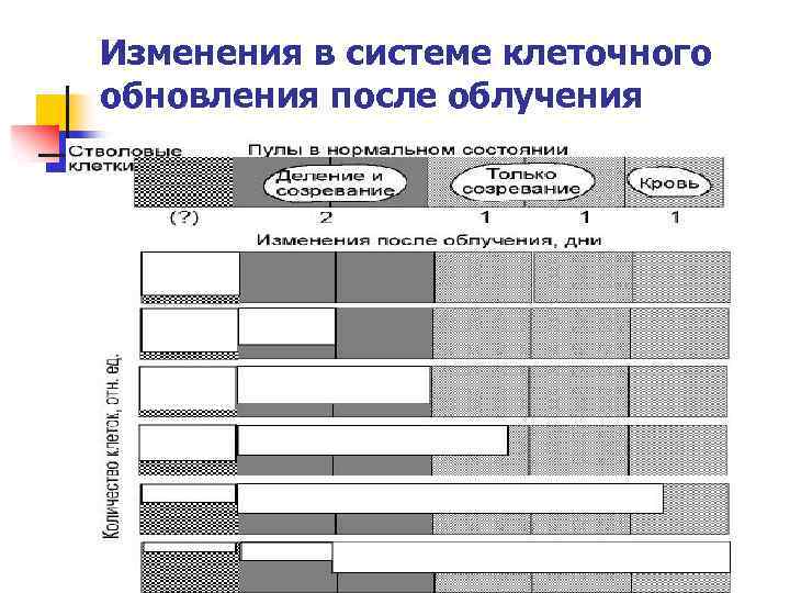 Изменения в системе клеточного обновления после облучения 