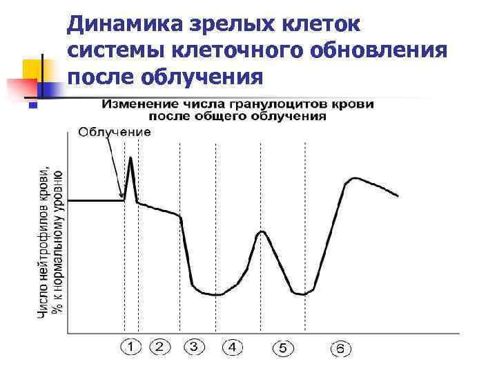 Динамика зрелых клеток системы клеточного обновления после облучения 