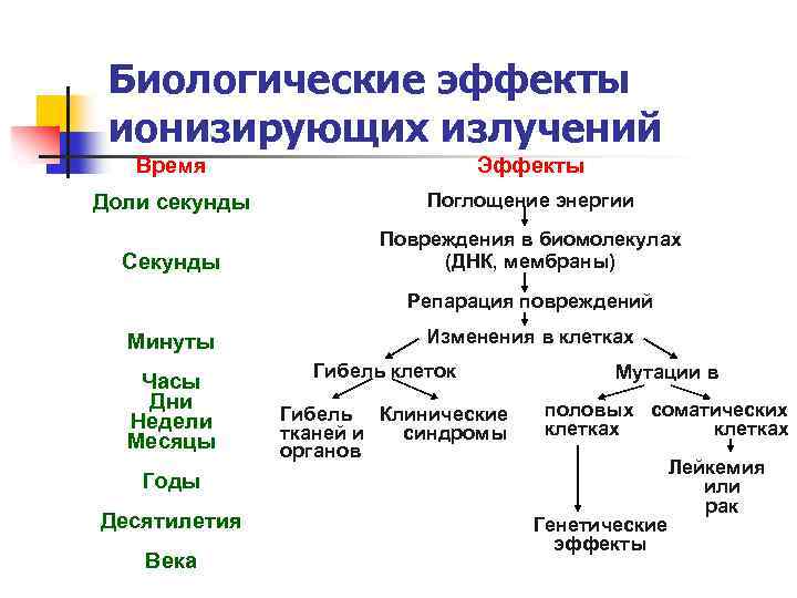 Биологические эффекты ионизирующих излучений Время Эффекты Доли секунды Поглощение энергии Секунды Повреждения в биомолекулах