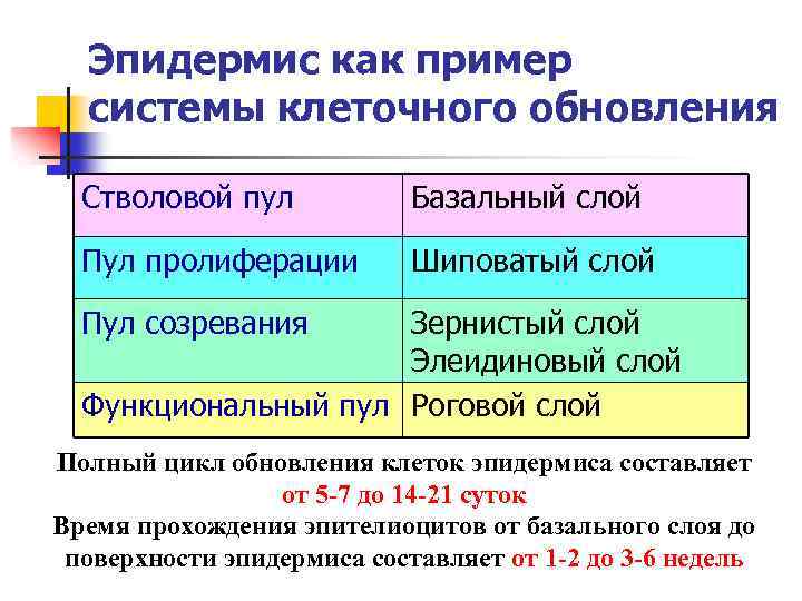 Эпидермис как пример системы клеточного обновления Стволовой пул Базальный слой Пул пролиферации Шиповатый слой