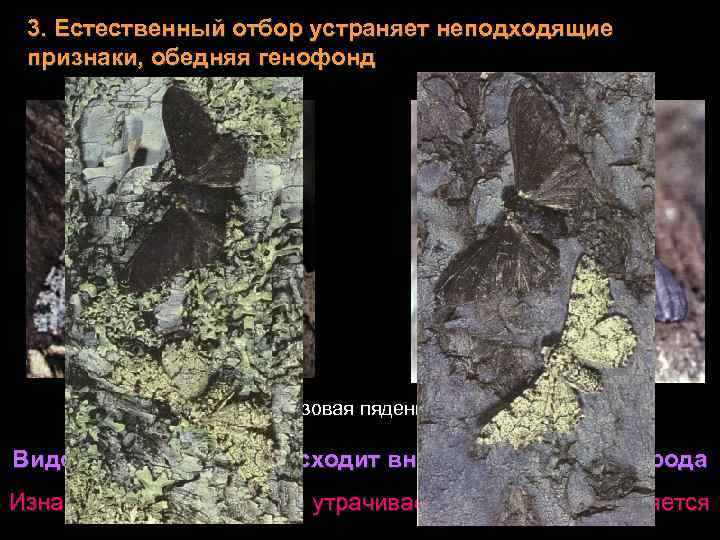 3. Естественный отбор устраняет неподходящие признаки, обедняя генофонд Березовая пяденица Видообразование Происходит внутри сотворенного