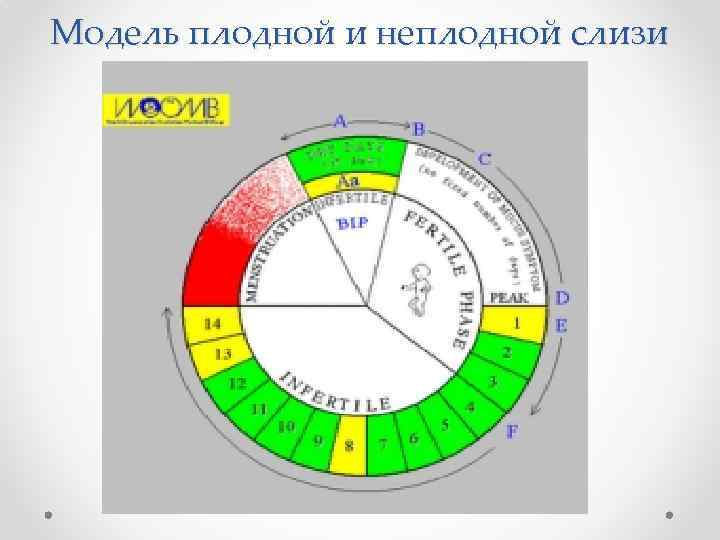 Модель плодной и неплодной слизи 