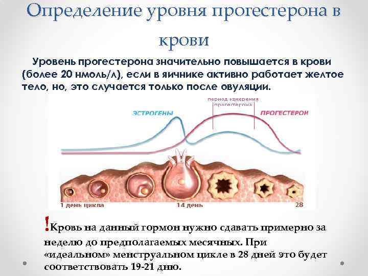 Определение уровня прогестерона в крови Уровень прогестерона значительно повышается в крови (более 20 нмоль/л),