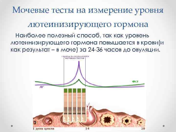 Мочевые тесты на измерение уровня лютеинизирующего гормона Наиболее полезный способ, так как уровень лютеинизирующего