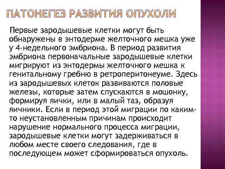 Первые зародышевые клетки могут быть обнаружены в энтодерме желточного мешка уже у 4 -недельного