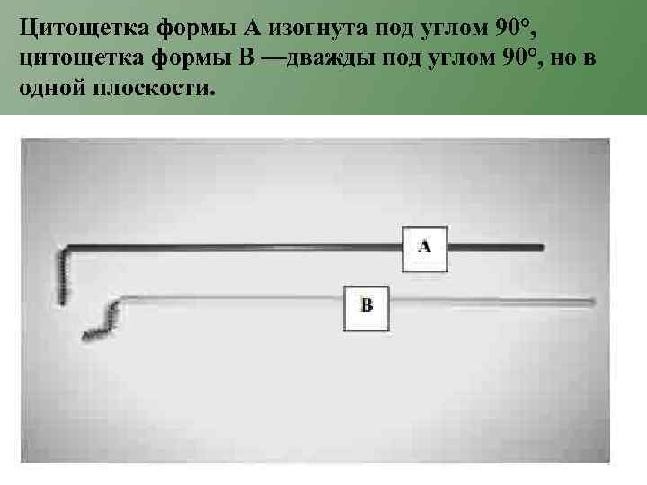 Цитощетка формы А изогнута под углом 90°, цитощетка формы В —дважды под углом 90°,