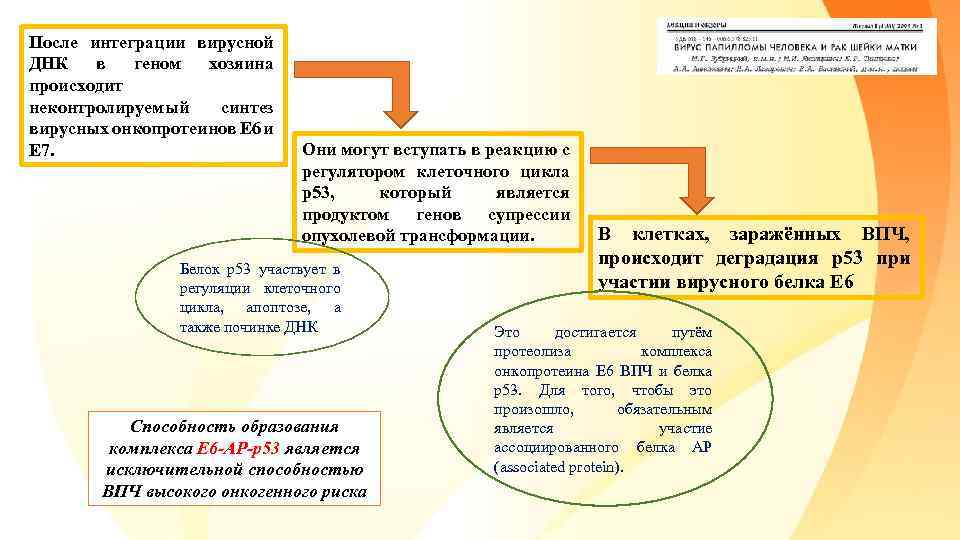 После интеграции вирусной ДНК в геном хозяина происходит неконтролируемый синтез вирусных онкопротеинов Е 6