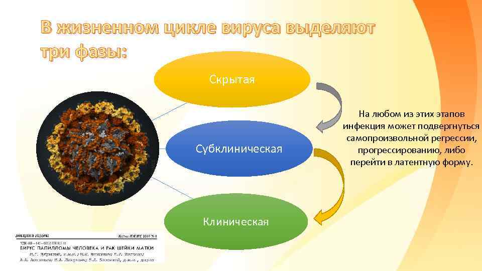 В жизненном цикле вируса выделяют три фазы: Скрытая Субклиническая Клиническая На любом из этих