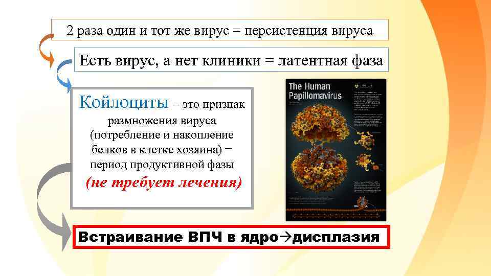 2 раза один и тот же вирус = персистенция вируса Есть вирус, а нет