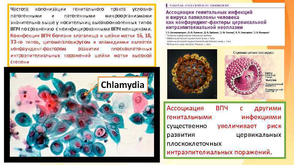 Частота колонизации генитального тракта условнопатогенными и патогенными микроорганизмами значительно выше у носительниц высокоонкогенных типов