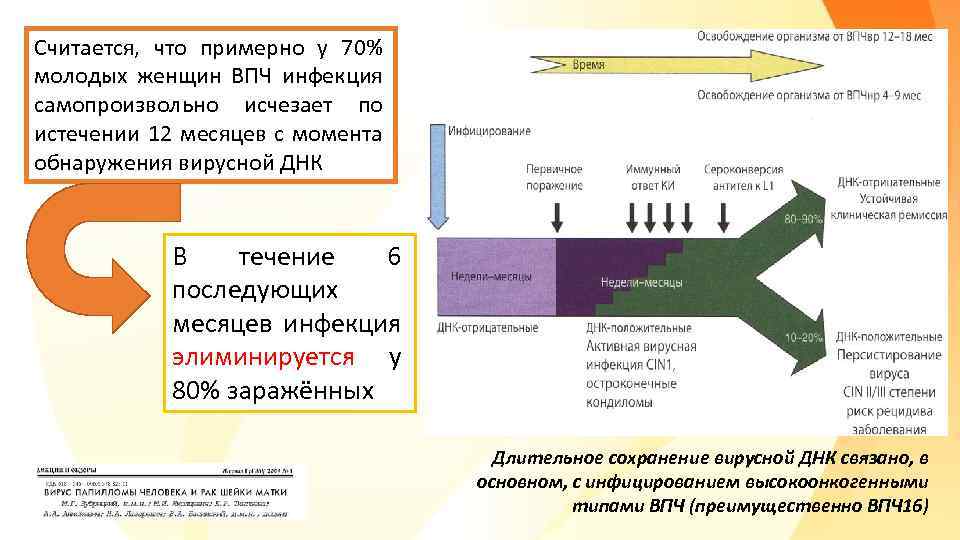 Считается, что примерно у 70% молодых женщин ВПЧ инфекция самопроизвольно исчезает по истечении 12