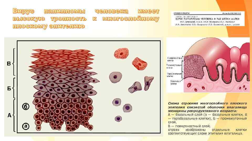 Вирус папилломы человека имеет высокую тропность к многослойному плоскому эпителию Схема строения многослойного плоского