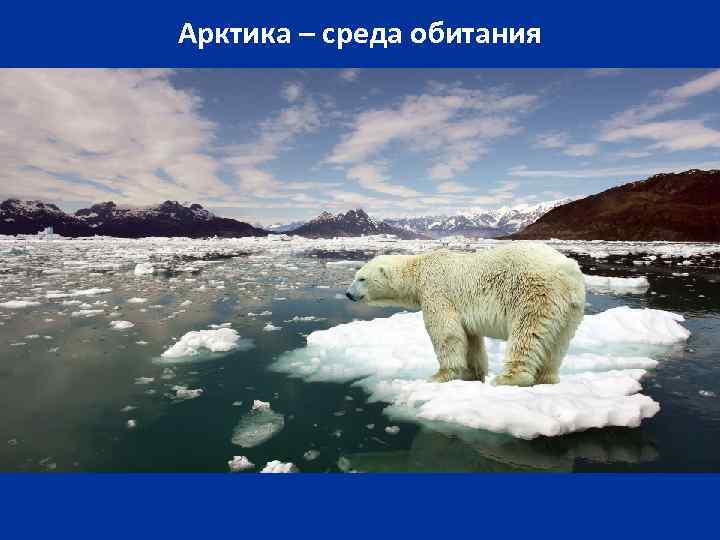 Арктика – среда обитания 