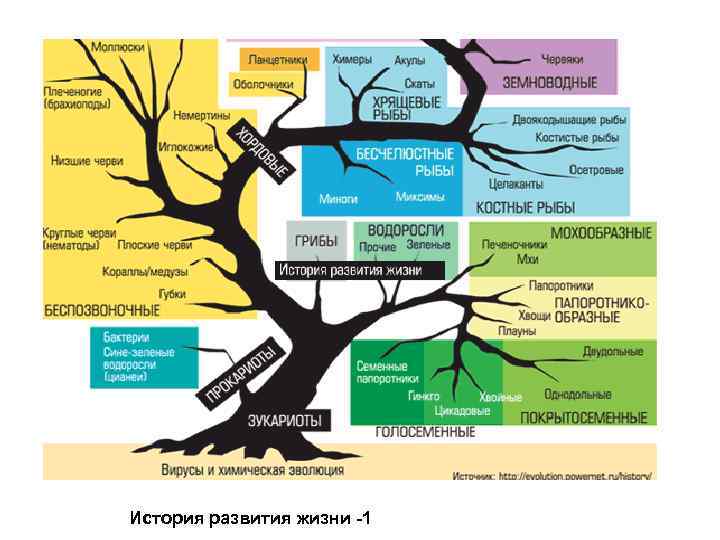 История развития жизни -1 