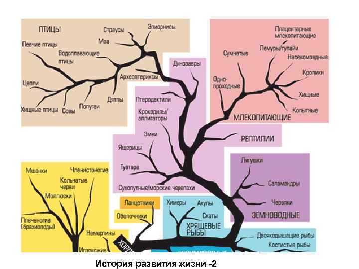 История развития жизни -2 