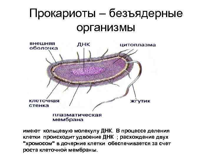 Безъядерные организмы