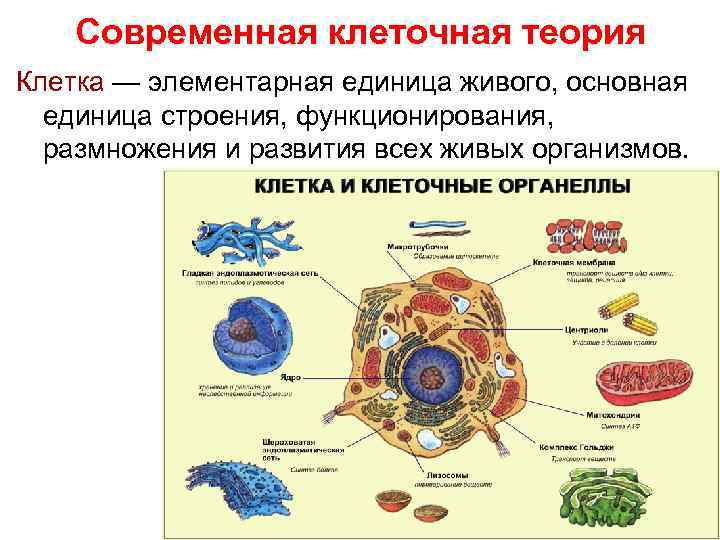 Современная клеточная теория