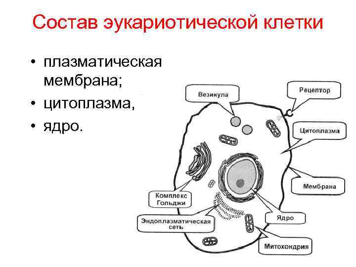 Эукариотическая клетка плазматическая мембрана. Схема строения эукариотной клетки. Схему клеточной мембраны эукариотических клеток.. Строение мембраны эукариотической клетки схема. Строение клетки эукариот основные части клетки.