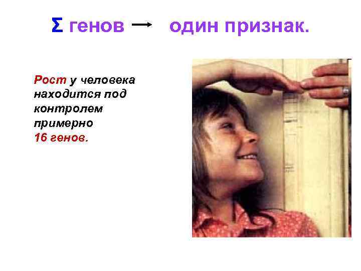 Σ генов один признак. Рост у человека находится под контролем примерно 16 генов. 