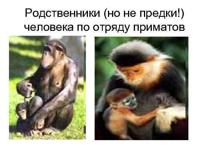 Родственники (но не предки!) человека по отряду приматов 